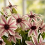 Margarita Decorativa c/ Maceta RITA - Imagen 2