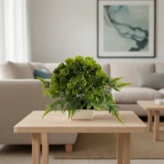 Suculenta Decorativa con Maceta NERA