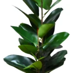 Ficus Decorativo c/Maceta HERA