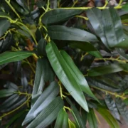 Bambú  Decorativo c/ Maceta POO - Imagen 2